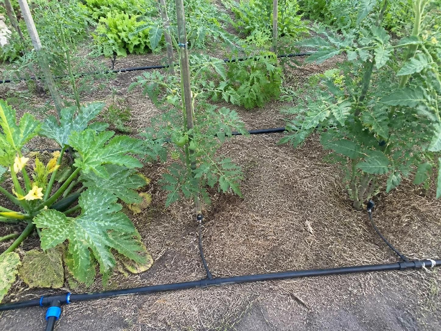 Mettre en place un système d'arrosage automatique au potager sans vider son porte-monnaie 2 apprenez à installer un système d'arrosage automatique économique pour votre potager et gardez vos plantes bien hydratées sans dépenser beaucoup.