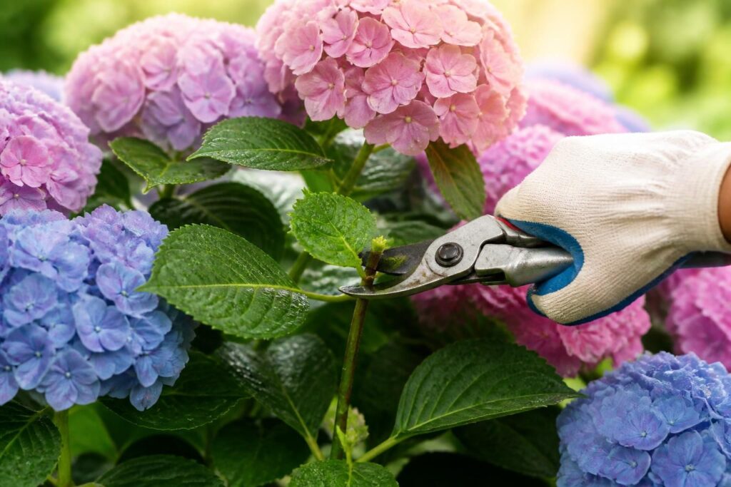 découvrez le moment idéal pour tailler vos hortensias sans risquer d'endommager les bourgeons à venir et assurez une floraison abondante et saine.