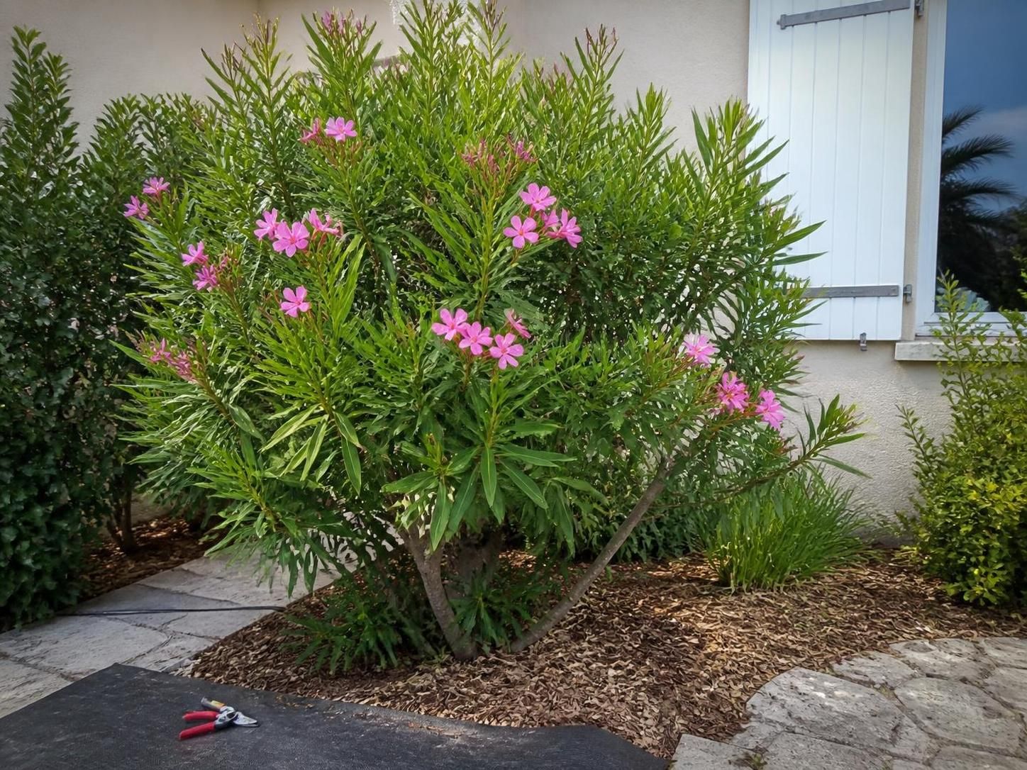 Guide pratique saisonnier : tailler le laurier-rose en pleine terre sans le fatiguer 2 découvrez comment tailler votre laurier-rose en pleine terre avec notre guide pratique saisonnier pour préserver sa santé et favoriser une croissance optimale sans stress.
