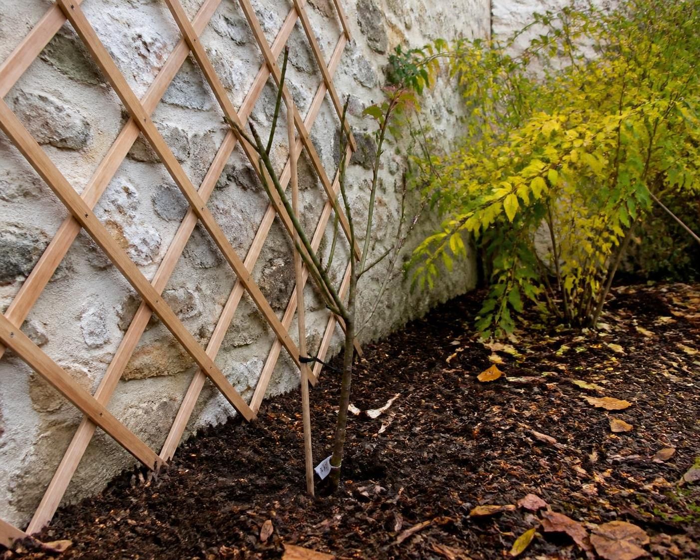 Le timing idéal pour planter un rosier grimpant et garantir un enracinement réussi 2 découvrez le moment optimal pour planter un rosier grimpant afin d'assurer un enracinement solide et une croissance durable dans votre jardin.