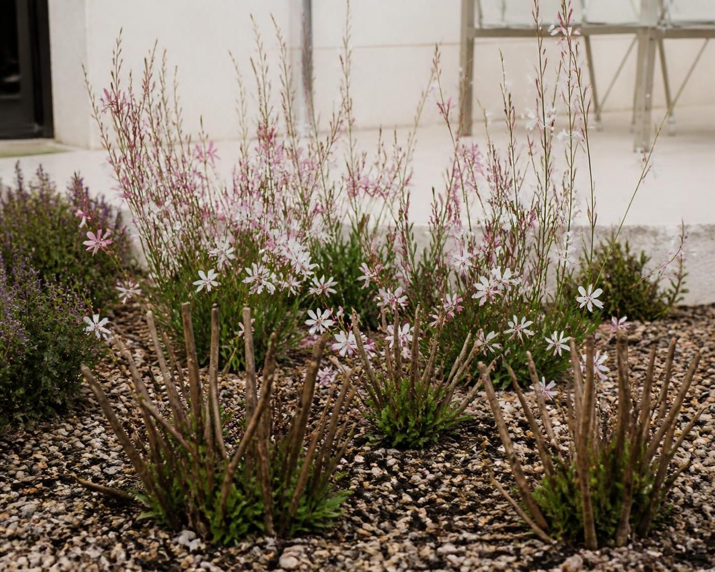 découvrez le moment idéal pour tailler vos gauras et favoriser une floraison abondante et éclatante dans votre jardin. suivez nos conseils pratiques pour un jardin vibrant toute la saison.